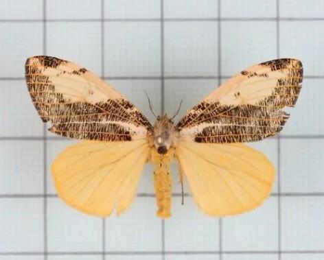 松茸毒蛾 松茸毒蛾