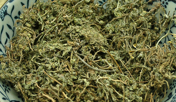 鵝不食草 鵝不食草