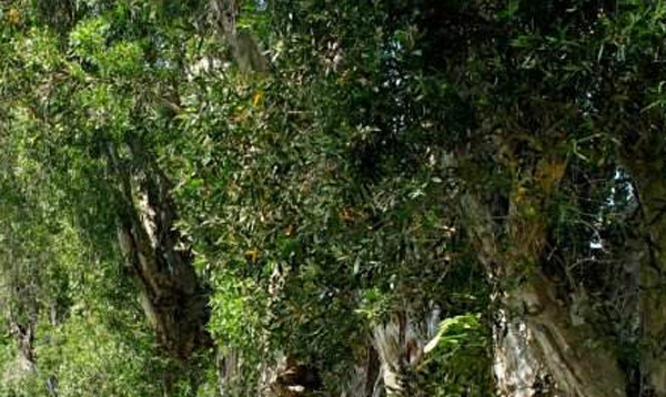 白千層葉 白千層葉