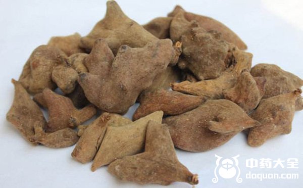 五倍子內(nèi)蟲