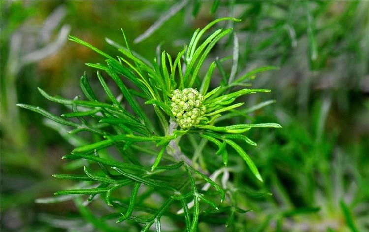 桂竹糖芥 桂竹糖芥
