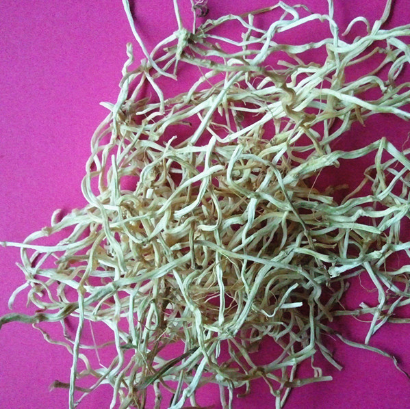 光葉水蘇 光葉水蘇